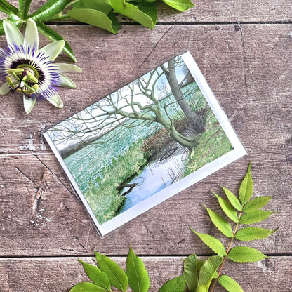 Primroses - Greetings Card - At the Cherry Tree