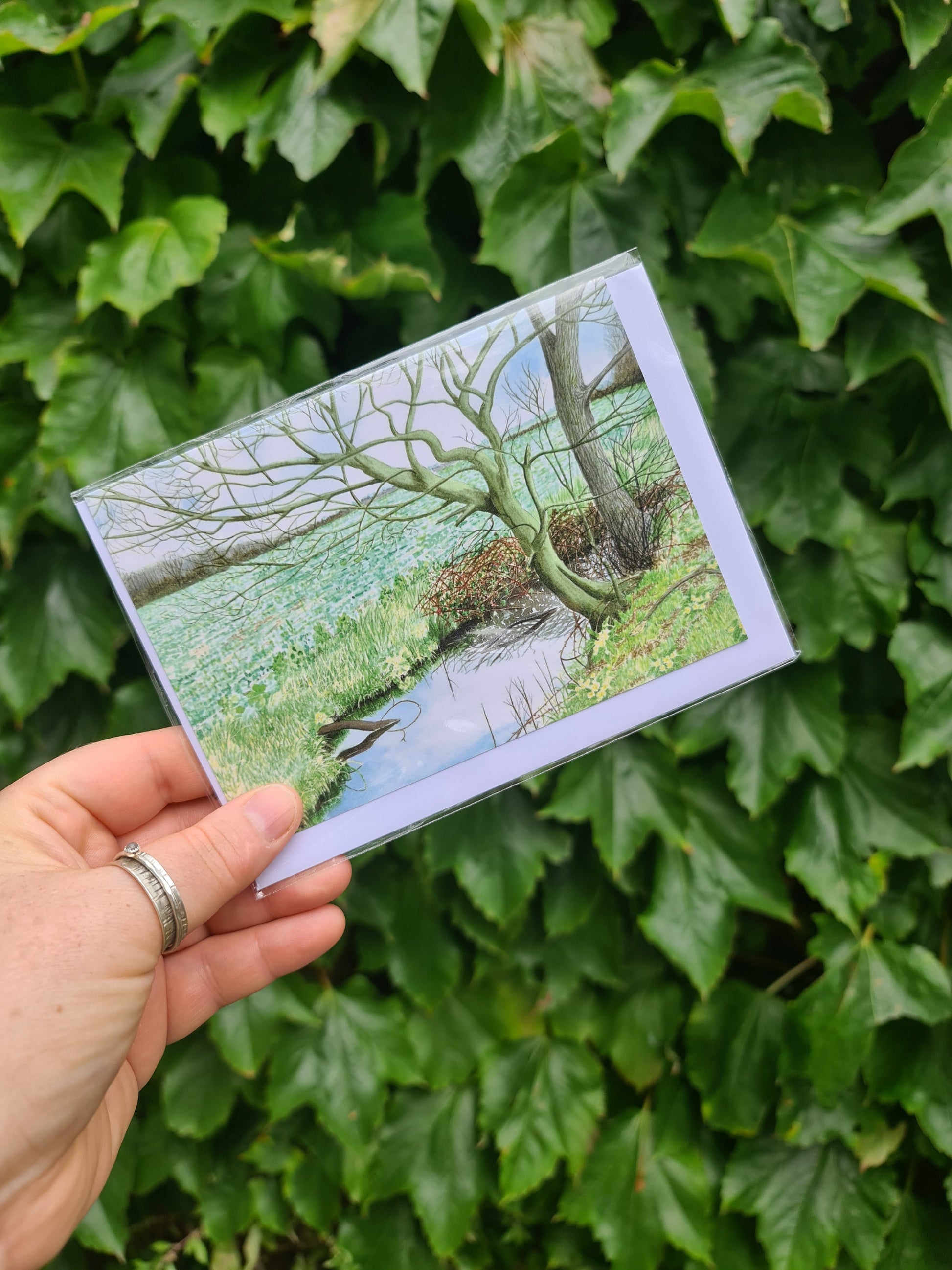 Primroses - Greetings Card - At the Cherry Tree