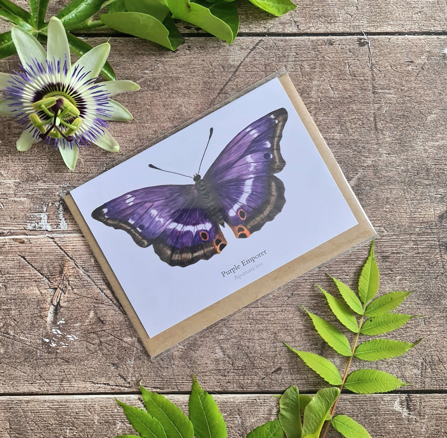 Purple Emperor Butterfly - Greetings Card - At the Cherry Tree