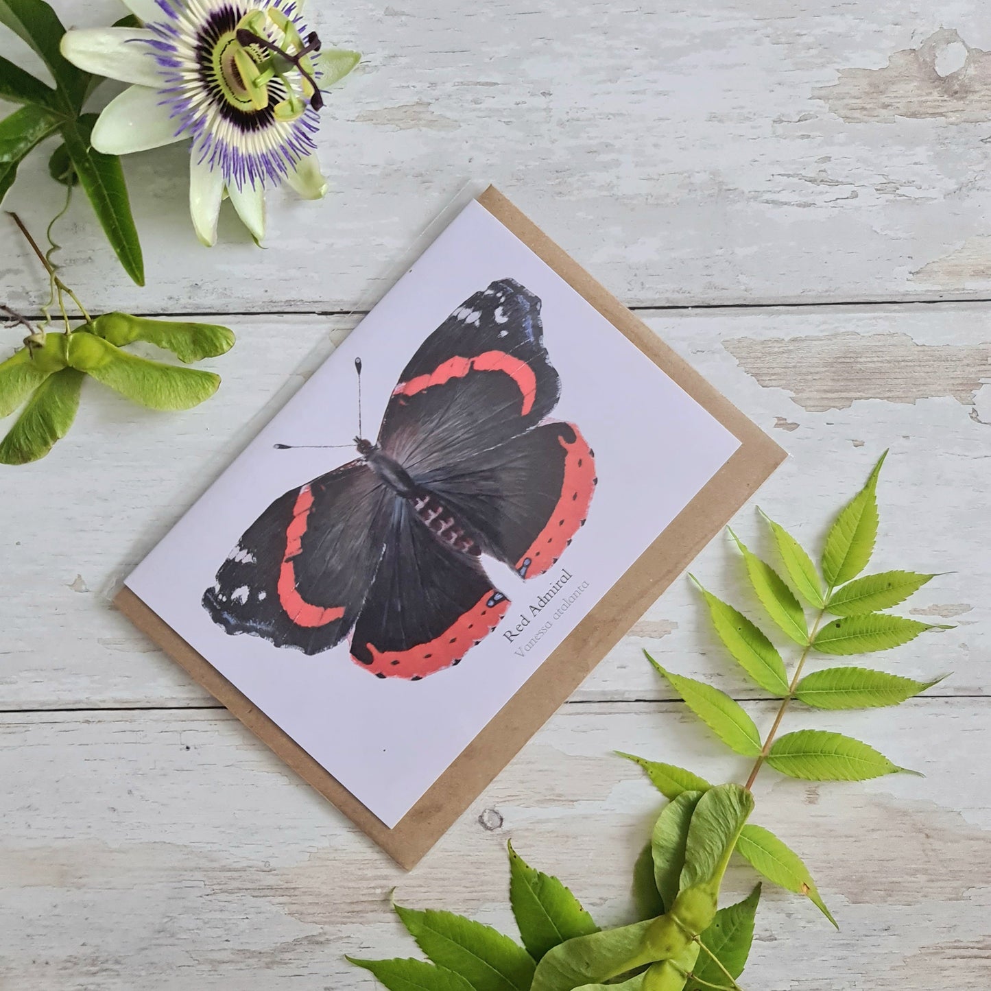 Red Admiral Butterfly - Greetings Card - At the Cherry Tree