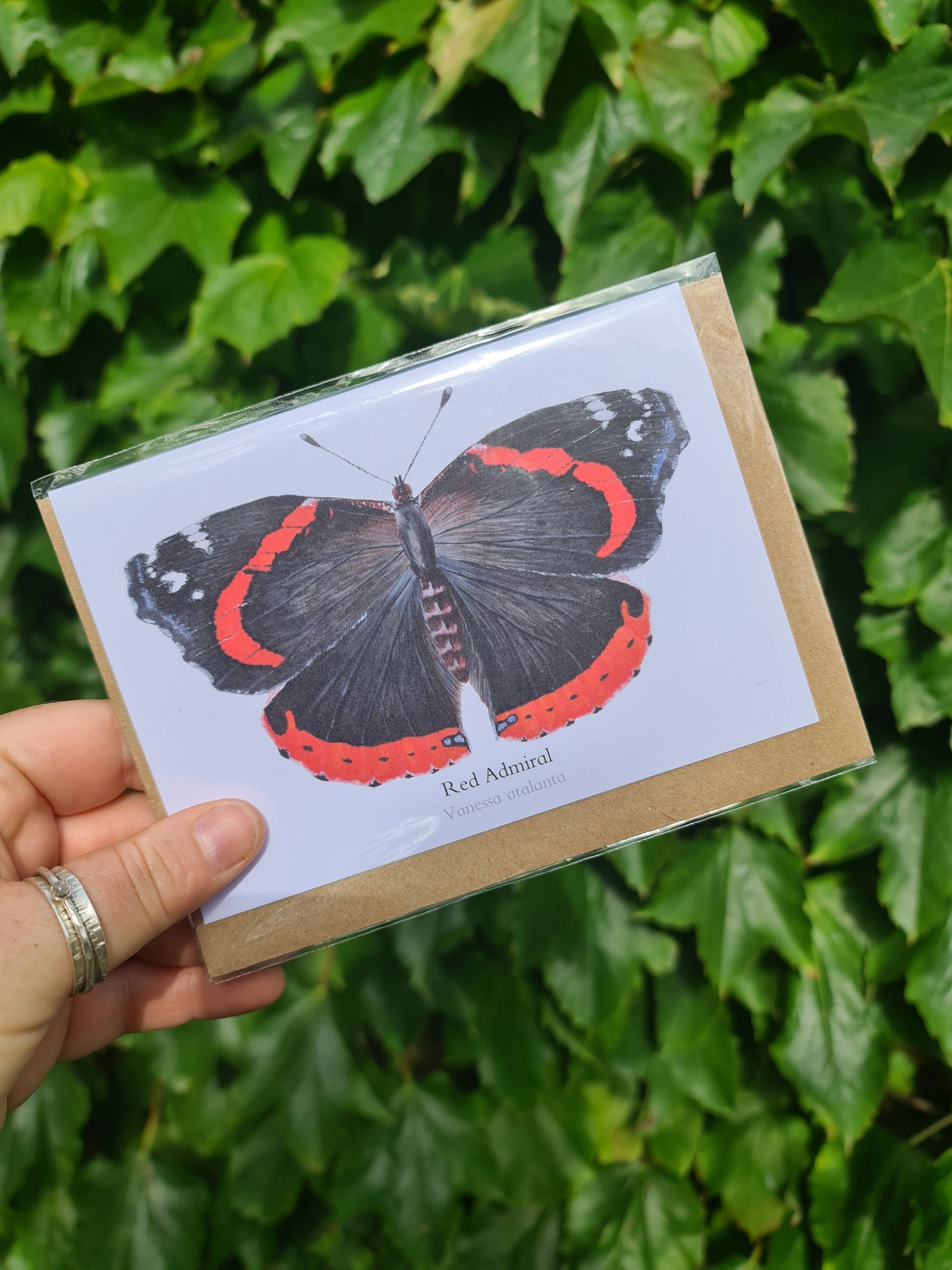 Red Admiral Butterfly - Greetings Card - At the Cherry Tree
