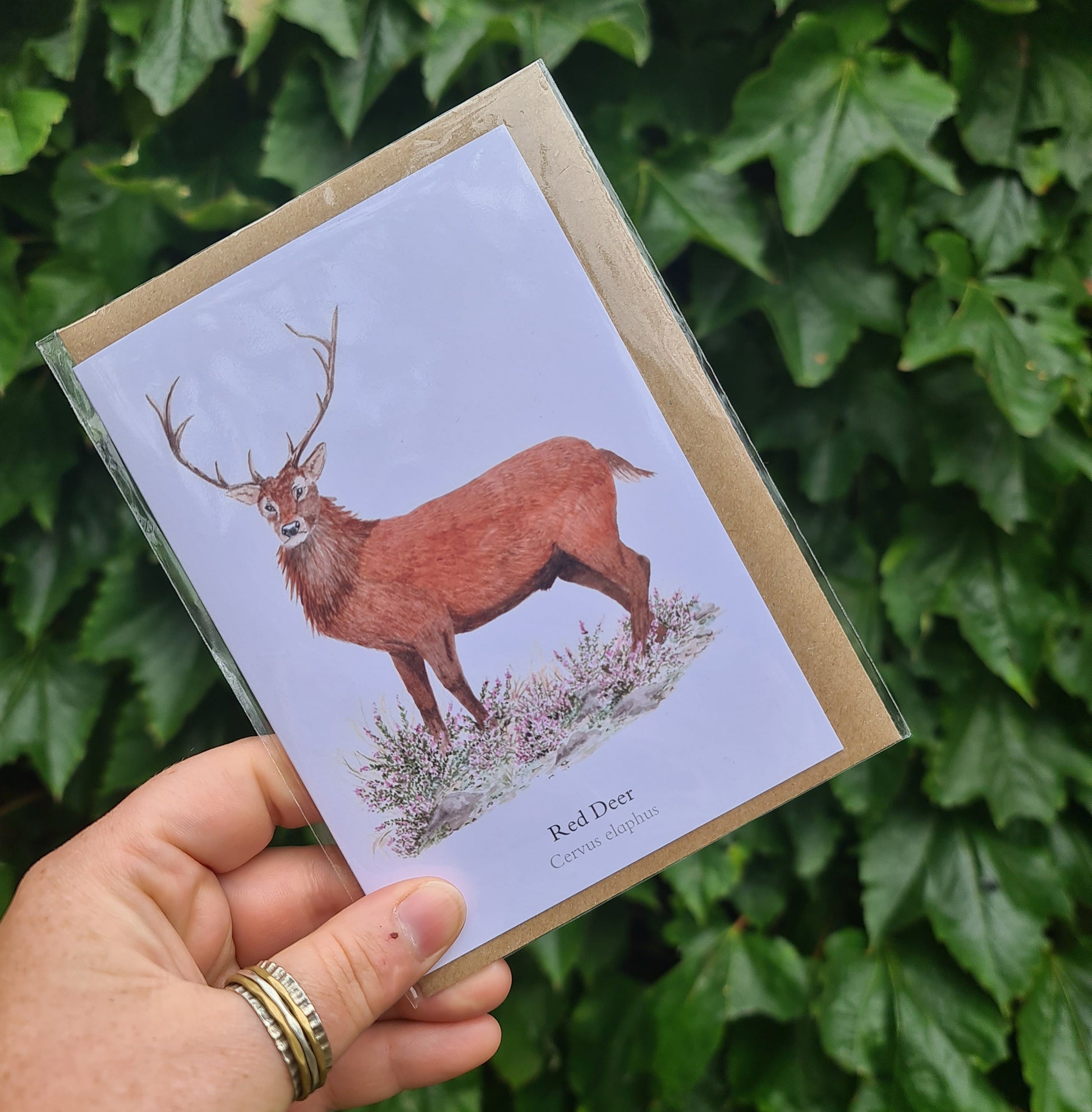 Red Deer - Greetings Card - At the Cherry Tree