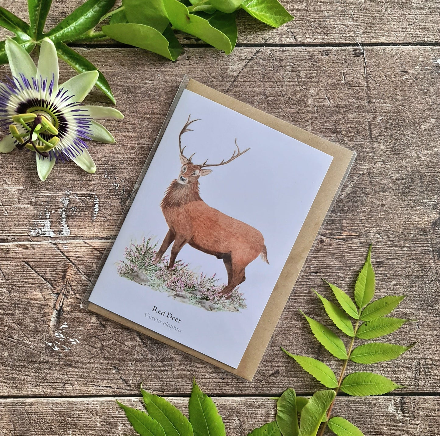 Red Deer - Greetings Card - At the Cherry Tree
