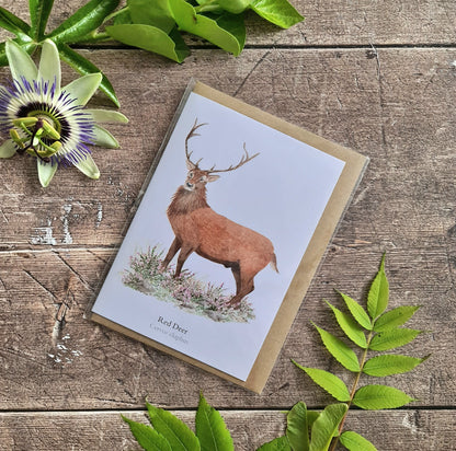 Red Deer - Greetings Card - At the Cherry Tree