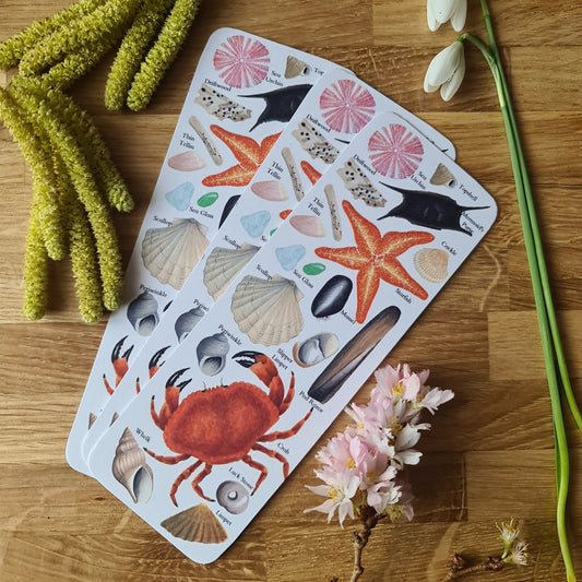 Beachcombing Identification Bookmark
