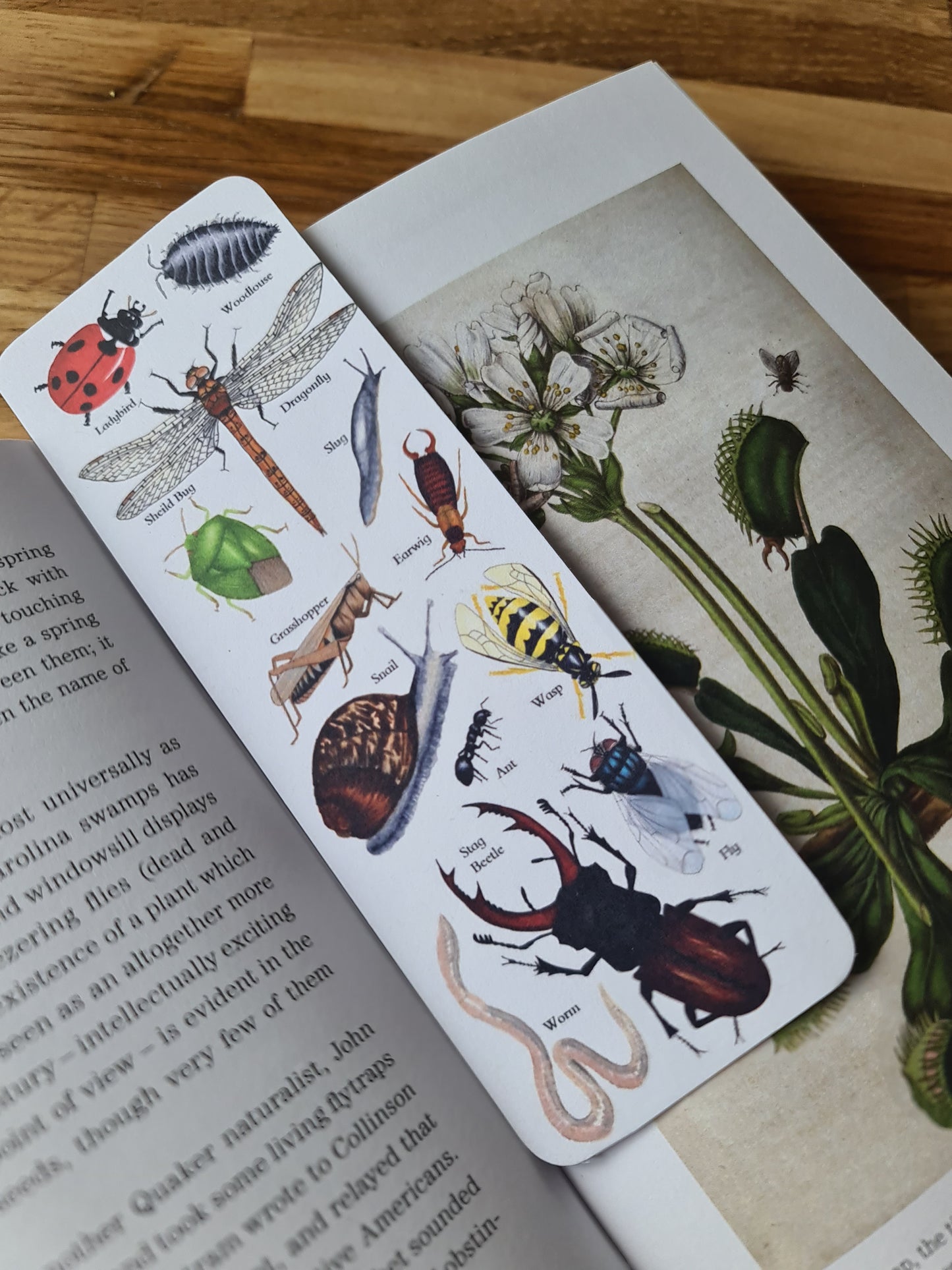 Garden Minibeast Identification Bookmark