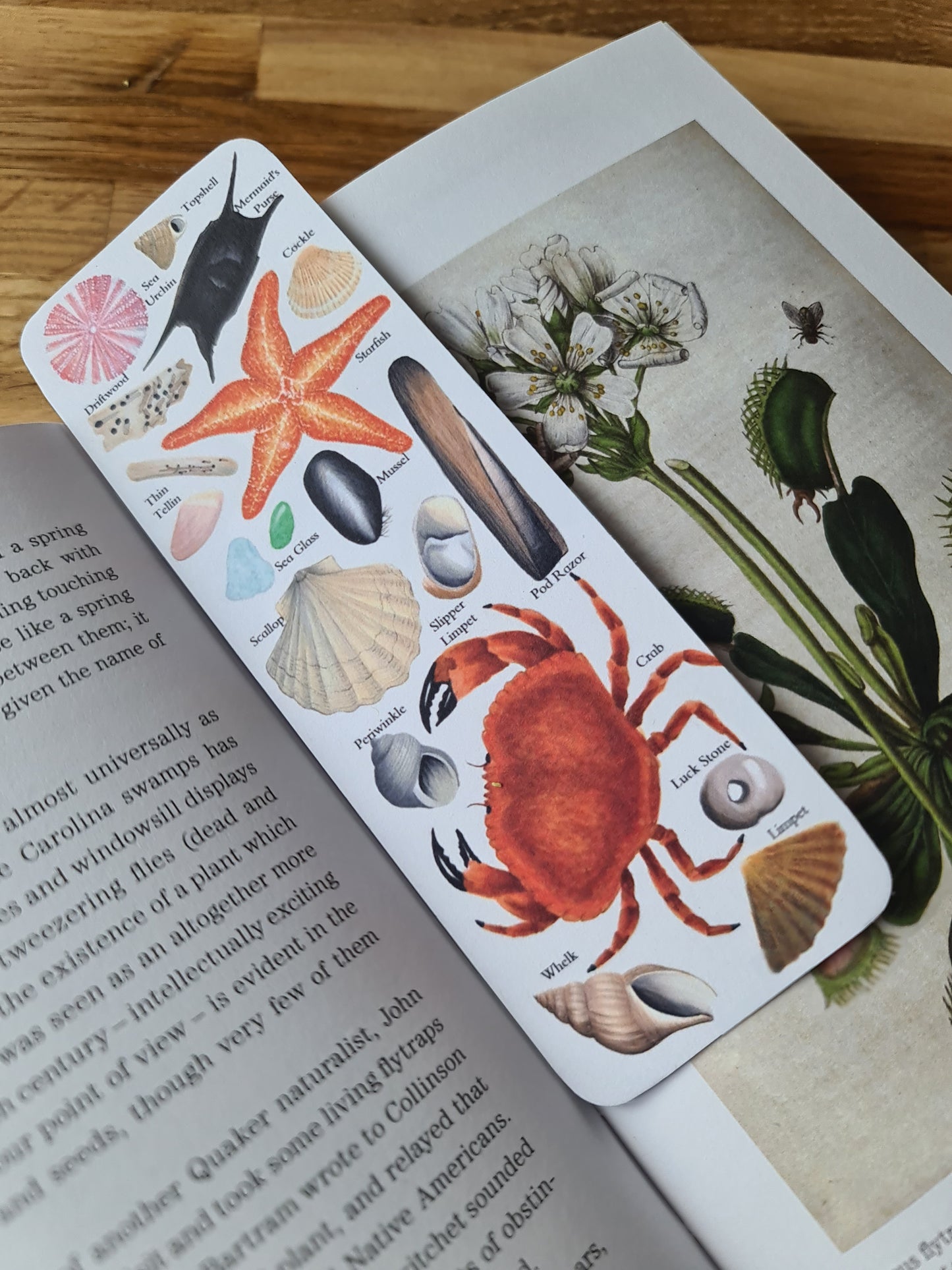 Beachcombing Identification Bookmark