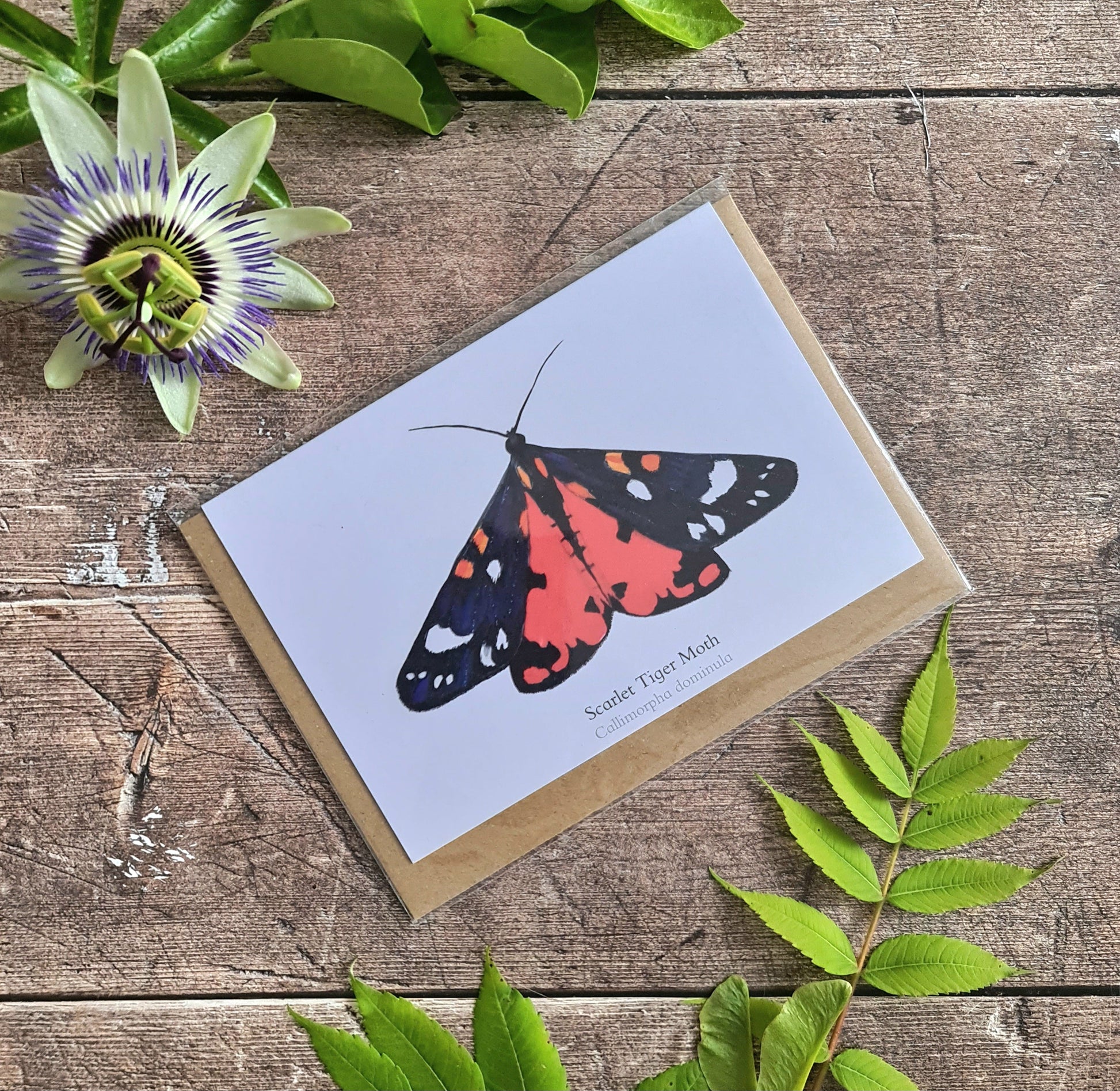 Scarlet Tiger Moth - Greetings Card - At the Cherry Tree