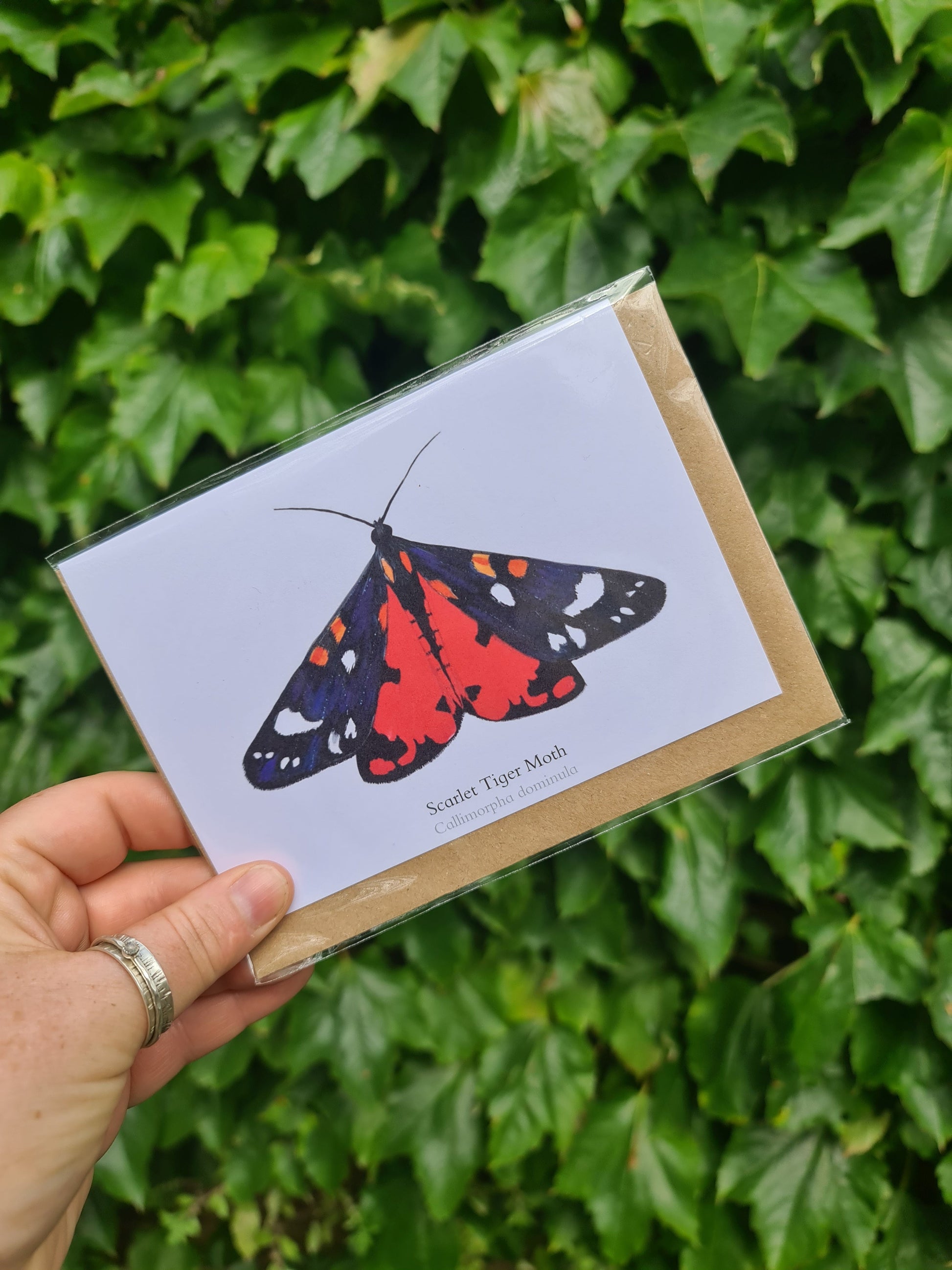 Scarlet Tiger Moth - Greetings Card - At the Cherry Tree