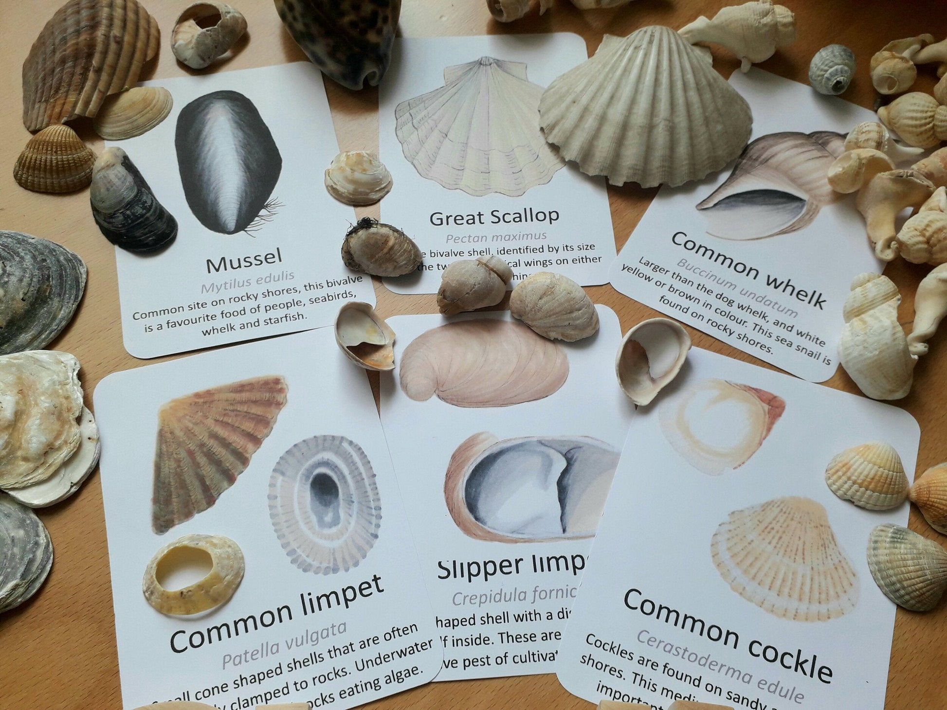 Seashell Identification Flashcards - PDF - At the Cherry Tree