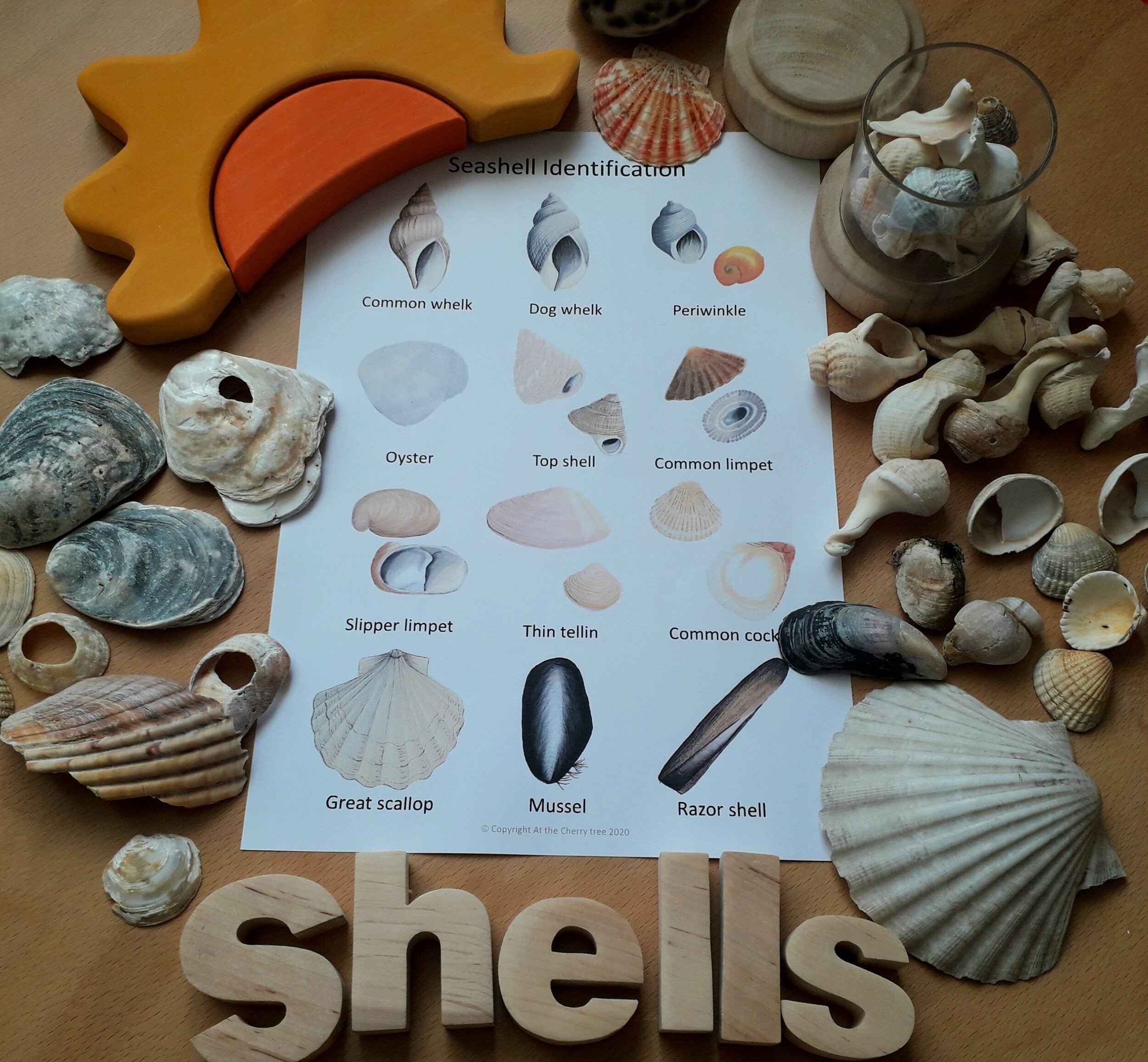 Seashell Identification Flashcards - PDF – At the Cherry Tree