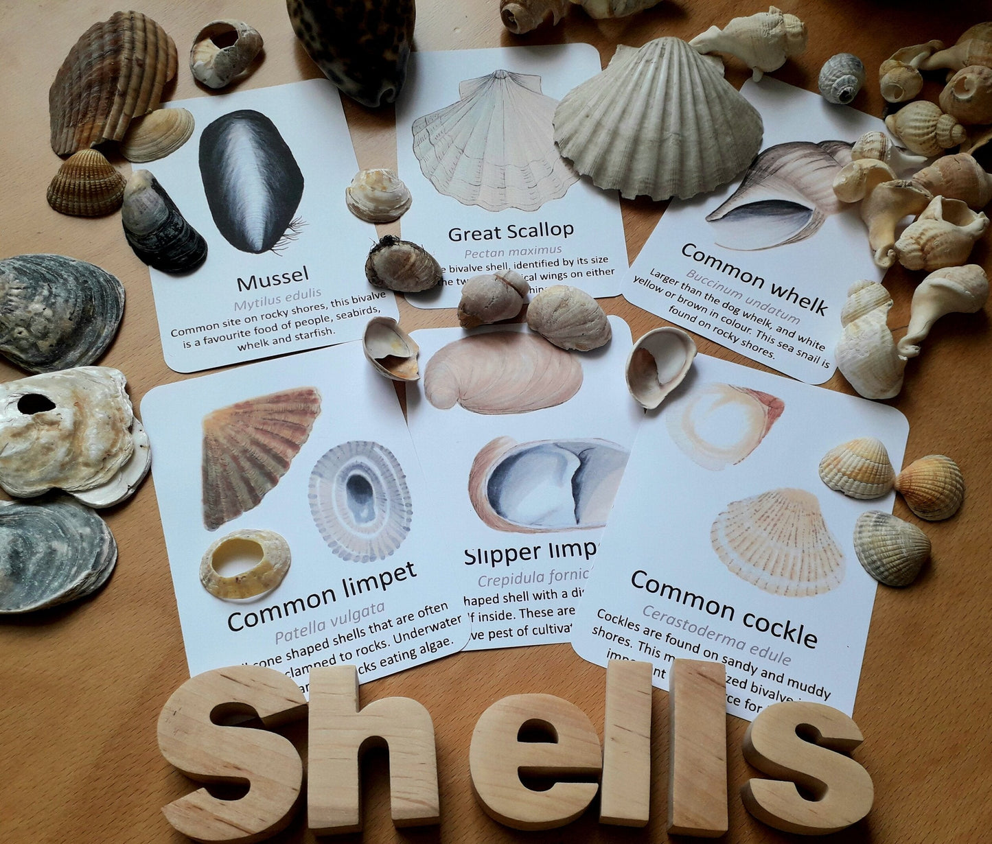 Seashell Identification Flashcards - PDF - At the Cherry Tree