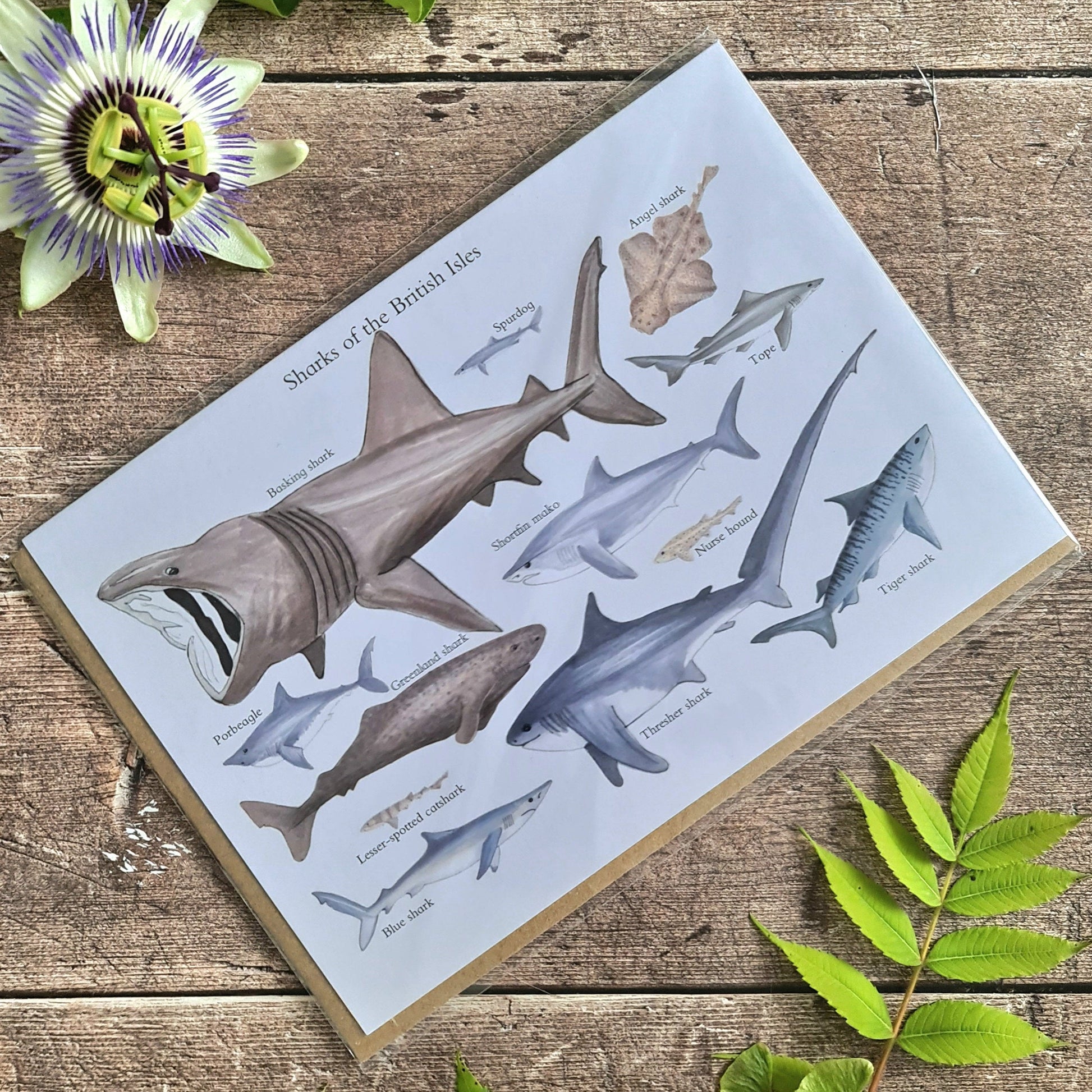 Sharks of the British Isles - Greetings Card - At the Cherry Tree