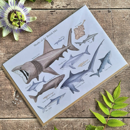 Sharks of the British Isles - Greetings Card - At the Cherry Tree
