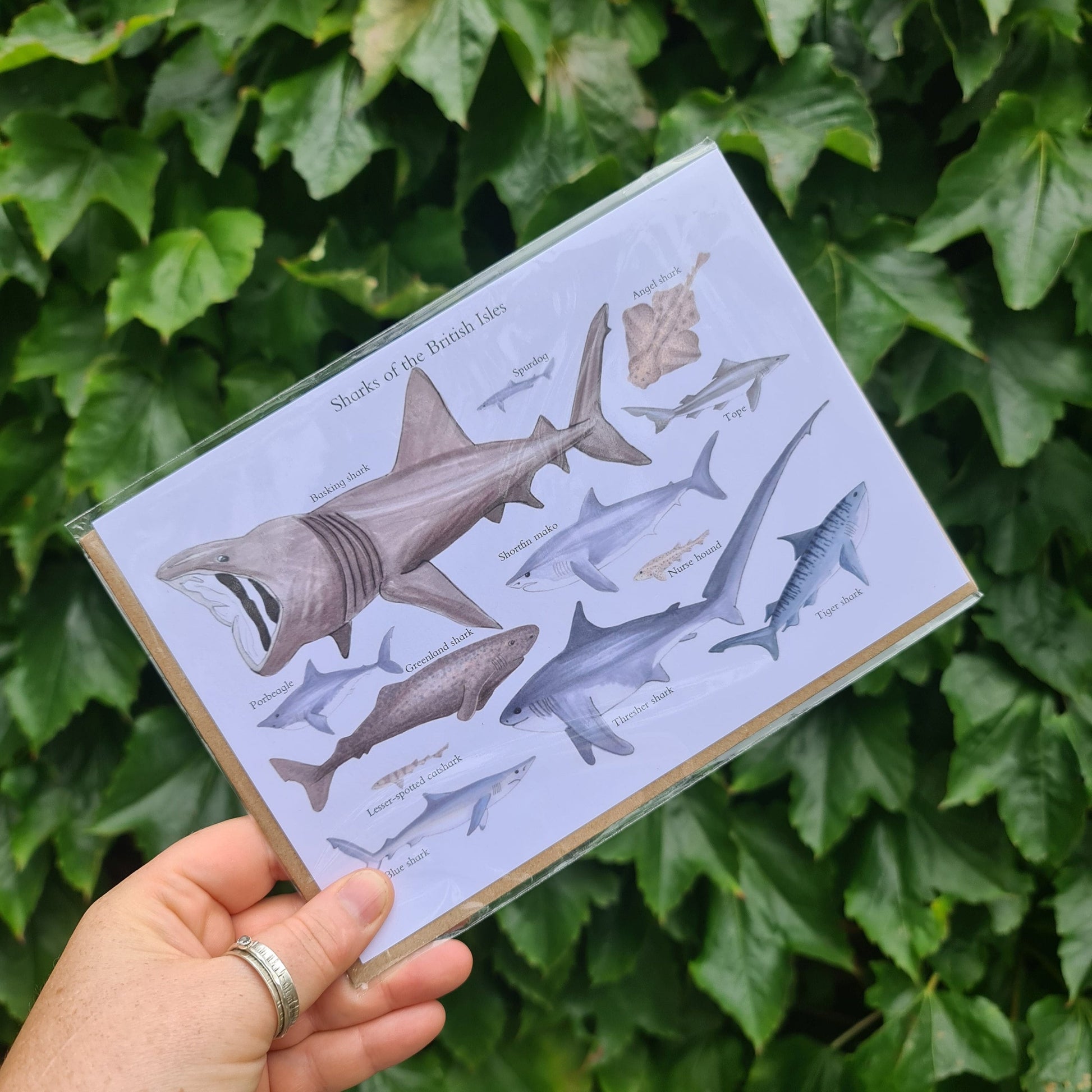 Sharks of the British Isles - Greetings Card - At the Cherry Tree