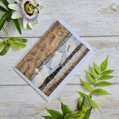 Spoonbills - Greetings Card - At the Cherry Tree