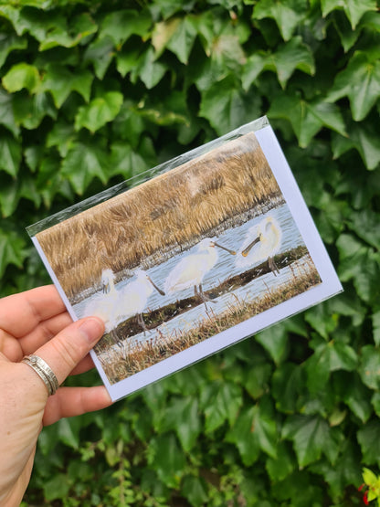 Spoonbills - Greetings Card - At the Cherry Tree