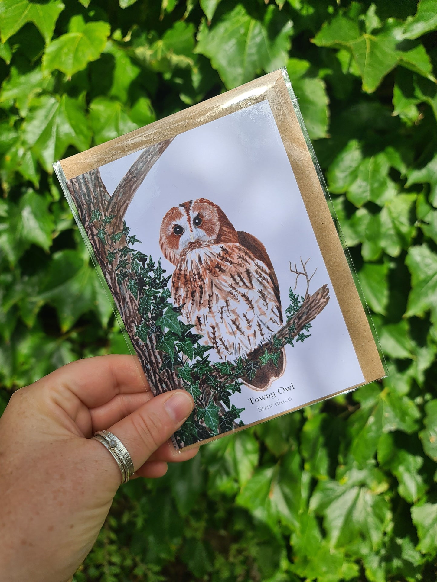 Tawny Owl - Greetings Card - At the Cherry Tree