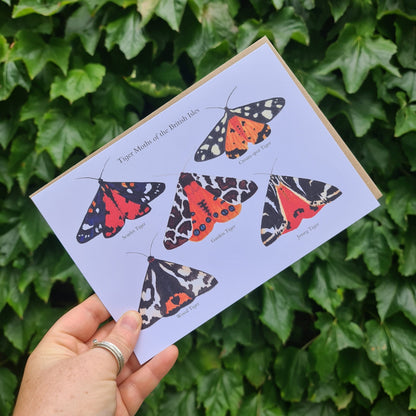 Tiger Moths of the British Isles - Greetings Card - At the Cherry Tree