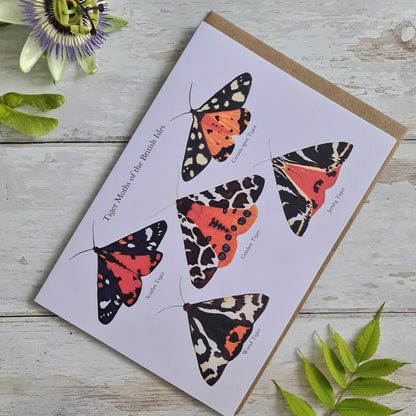 Tiger Moths of the British Isles - Greetings Card - At the Cherry Tree