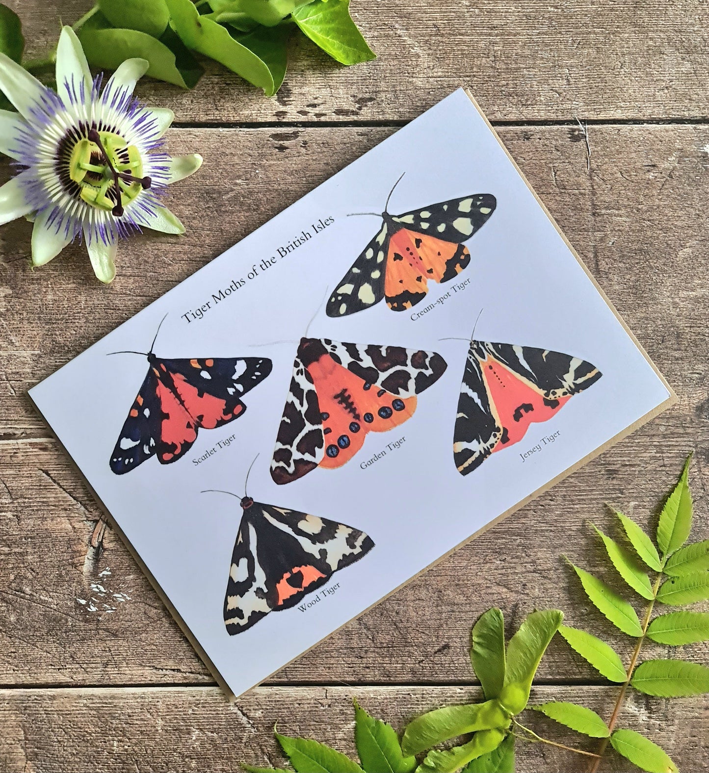 Tiger Moths of the British Isles - Greetings Card - At the Cherry Tree