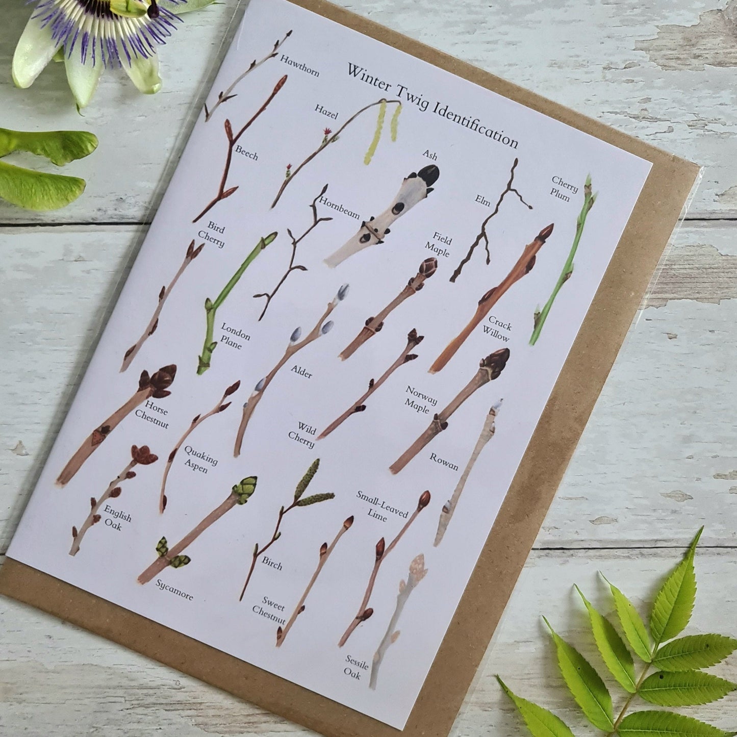 Winter Twig ID - Greetings Card - At the Cherry Tree