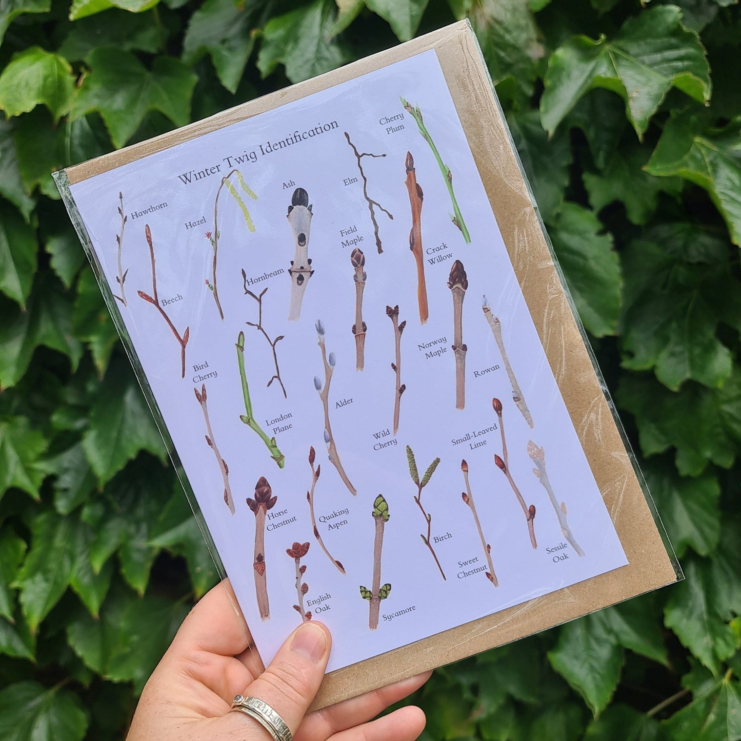 Winter Twig ID - Greetings Card - At the Cherry Tree