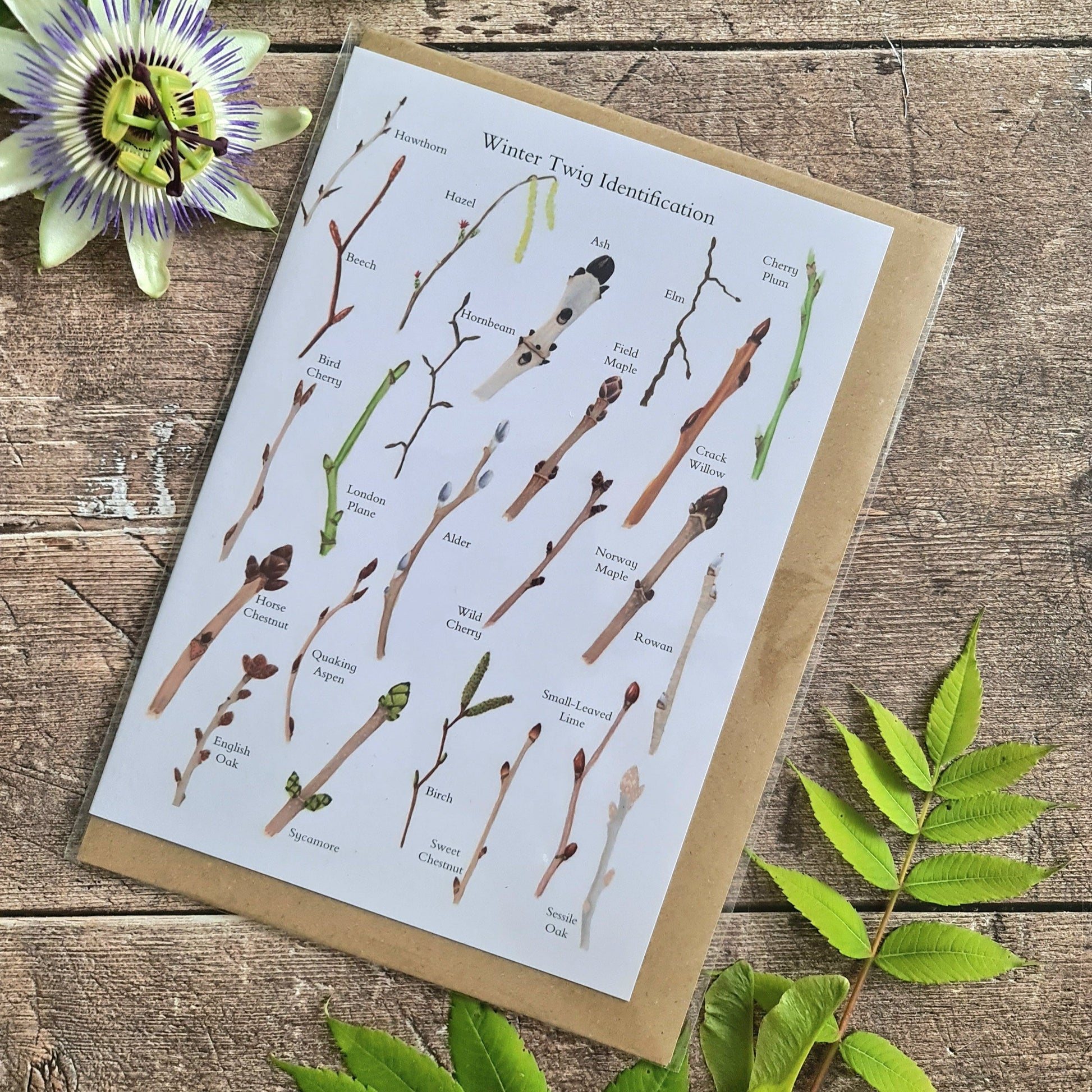 Winter Twig ID - Greetings Card - At the Cherry Tree