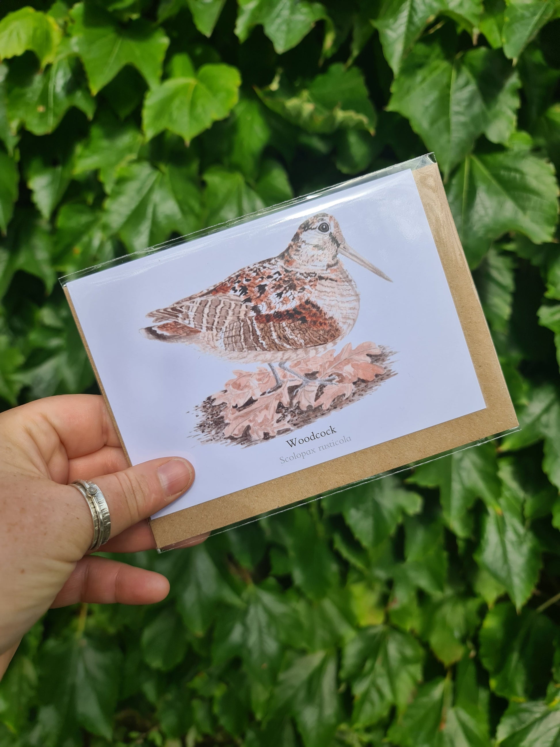 Woodcock - Greetings Card - At the Cherry Tree