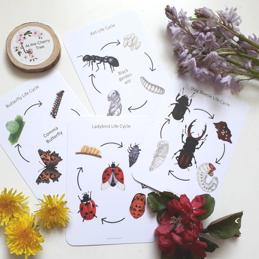 Insect lifecycle cards - four pack