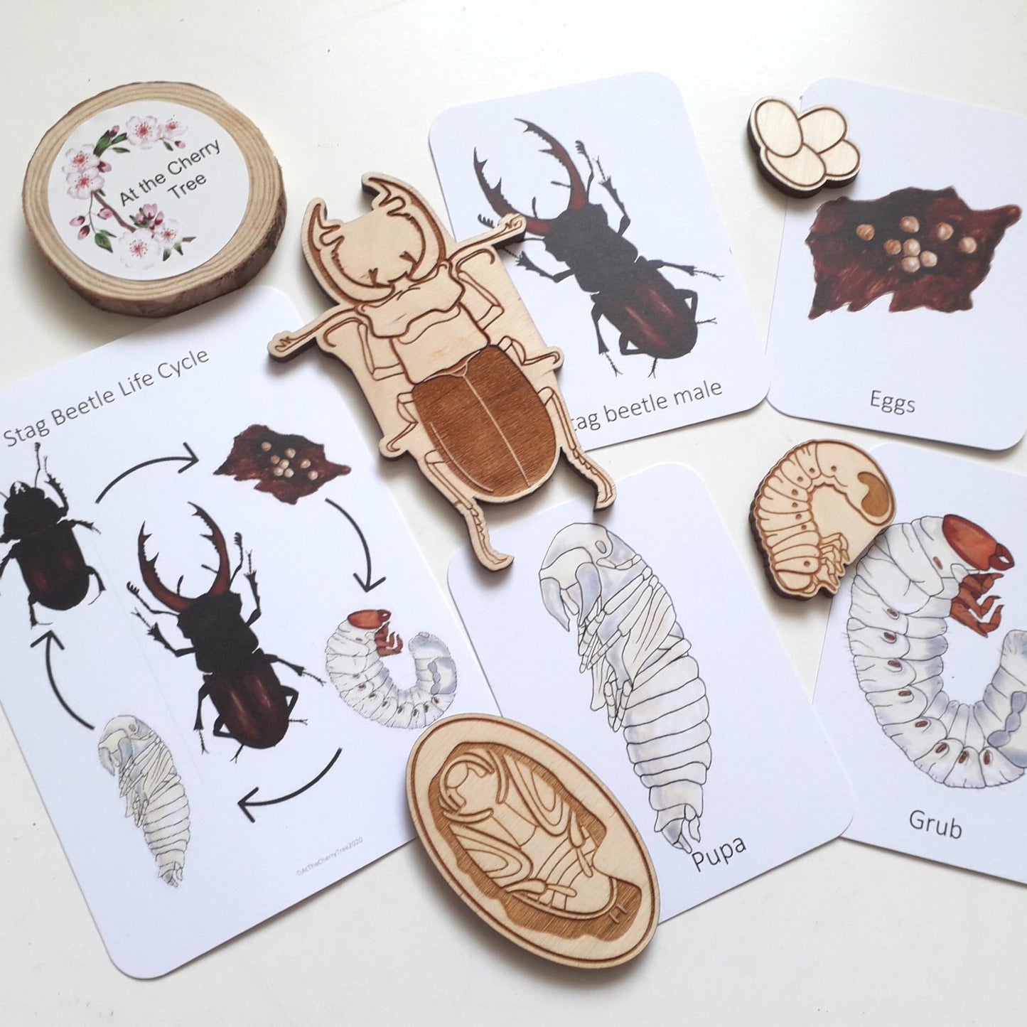 Stag beetle lifecycle set - Printed