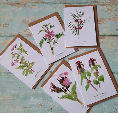 Common Mallow Greetings Card