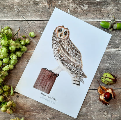 A4 Short-eared Owl art print
