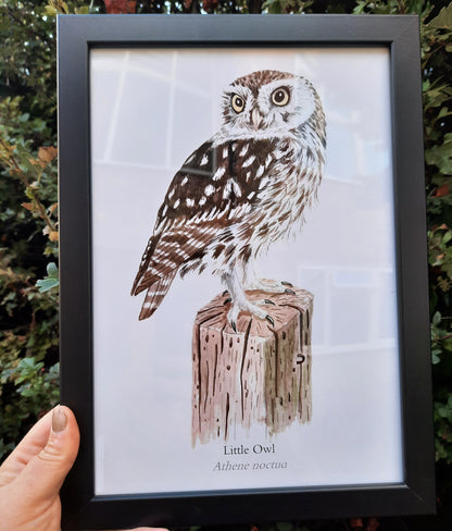 A4 Little Owl art print