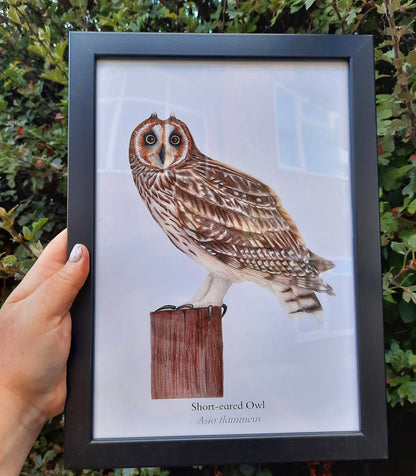 A4 Short-eared Owl art print