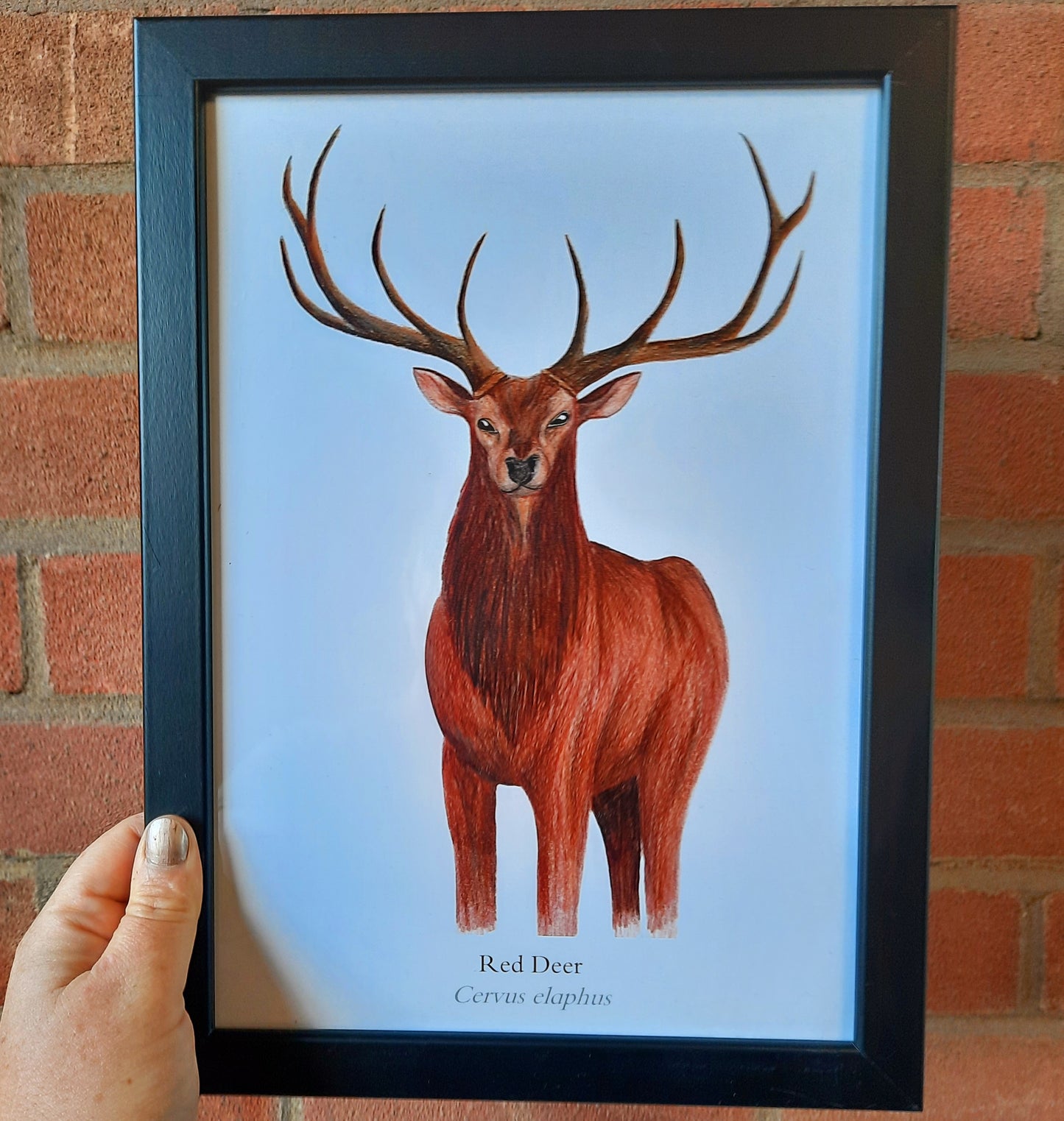 A4 Red Deer art print