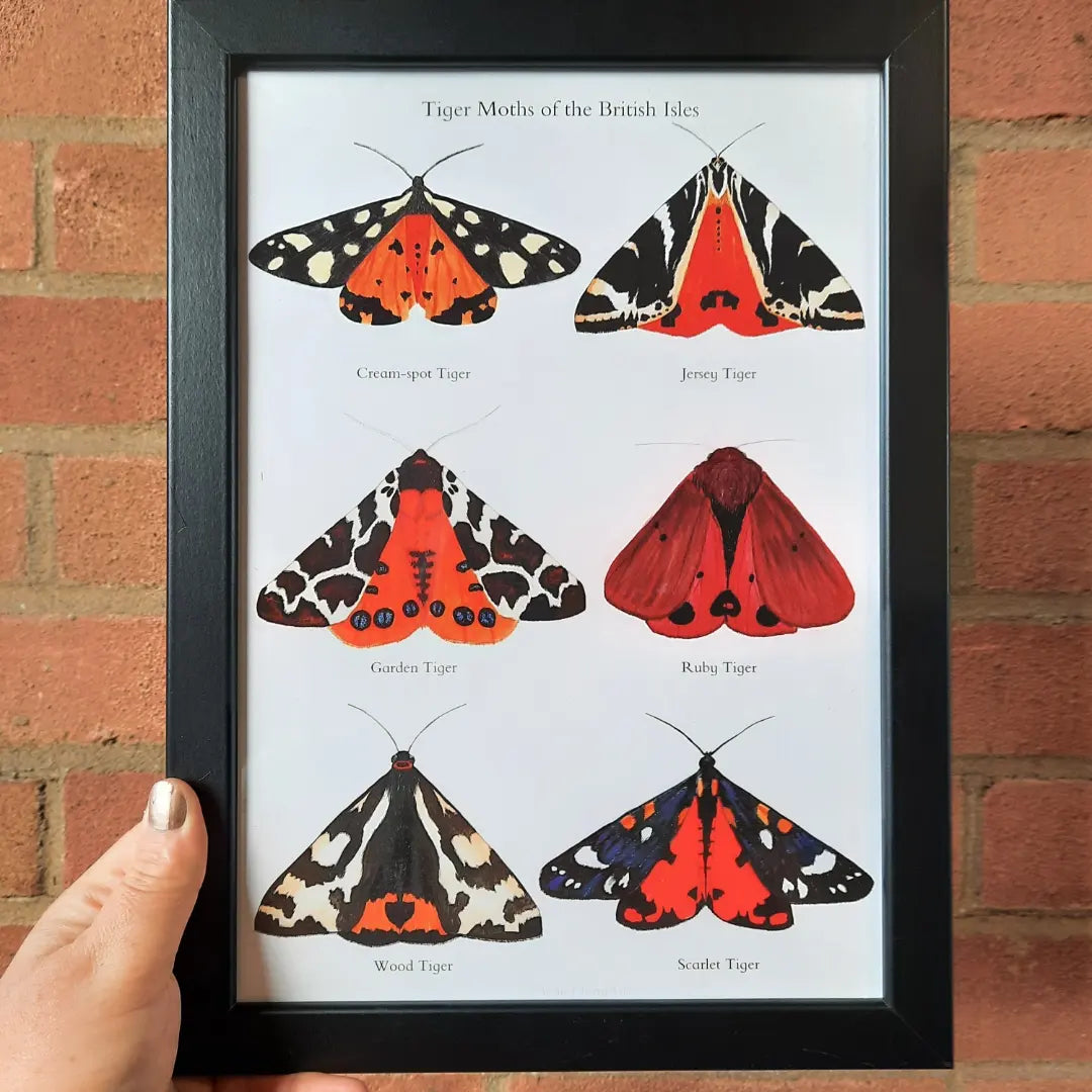 A4 Tiger Moths of the British Isles Art Print