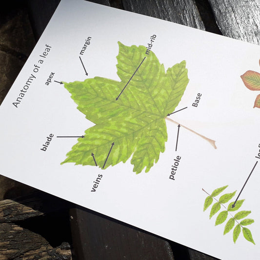 Sycamore Leaf anatomy poster - PDF