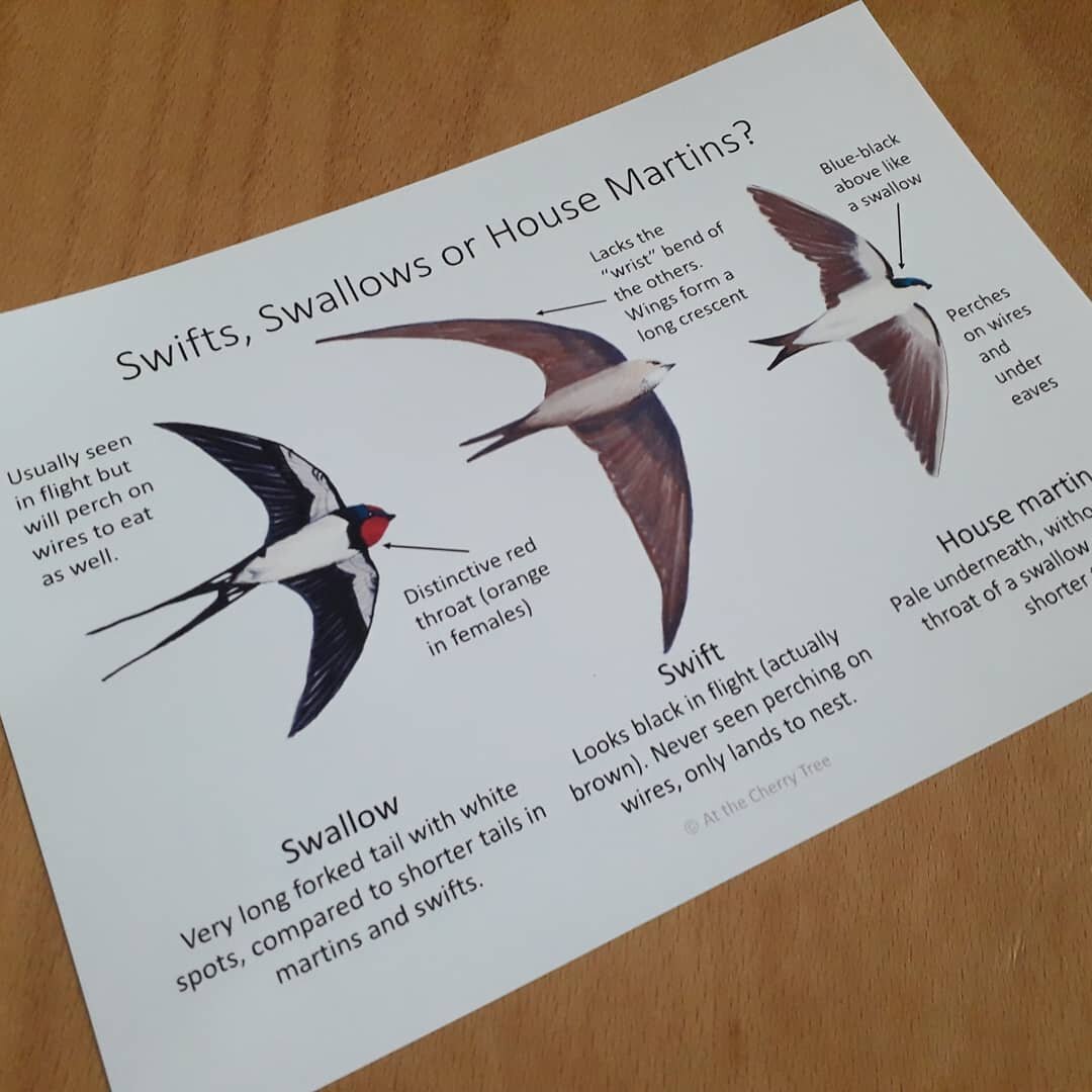 Swifts, Swallows or House Martins? - PDF - At the Cherry Tree