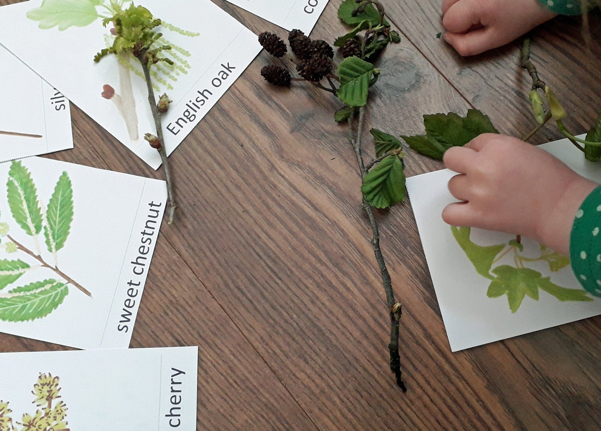 Tree Flowers and Catkins Montessori Pack - PDF - At the Cherry Tree