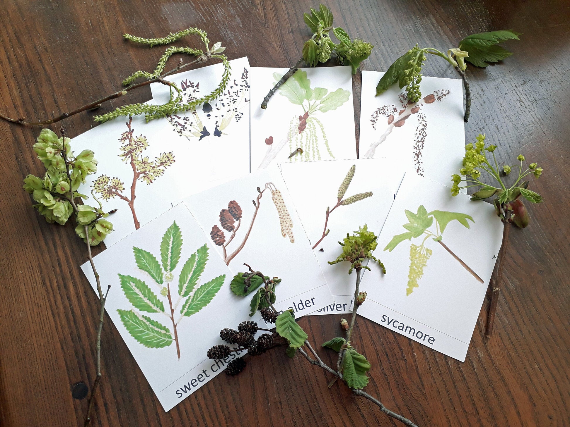 Tree Flowers and Catkins Montessori Pack - PDF - At the Cherry Tree