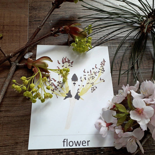 Tree Flowers and Catkins Montessori Pack - PDF - At the Cherry Tree