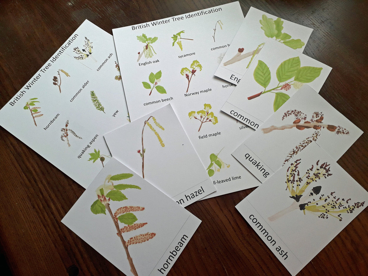Tree Flowers and Catkins Montessori Pack - PDF - At the Cherry Tree