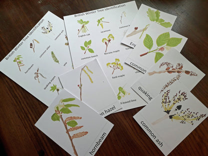 Tree Flowers and Catkins Montessori Pack - PDF - At the Cherry Tree