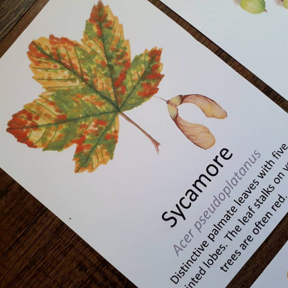 Autumn Leaf Flashcards - PDF
