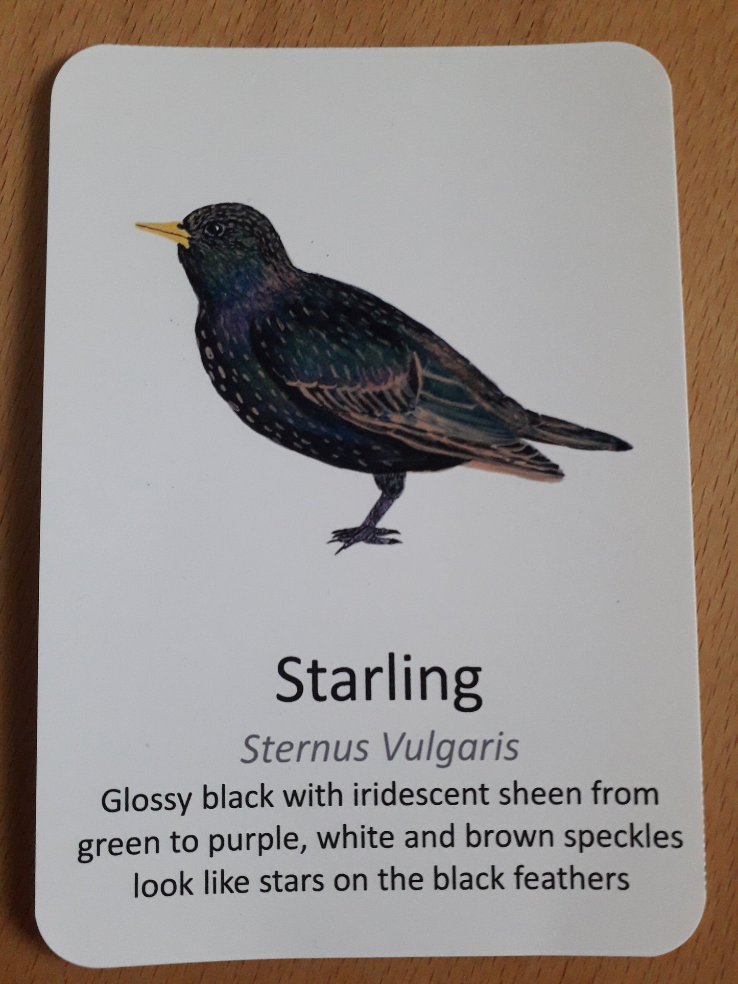 Garden Birds Flashcards - PDF