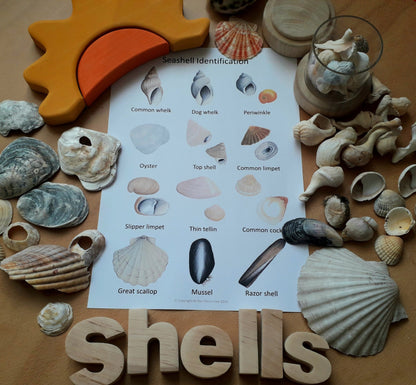 Seashell Identification Flashcards - PDF