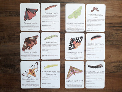Butterflies and Moths - PDF