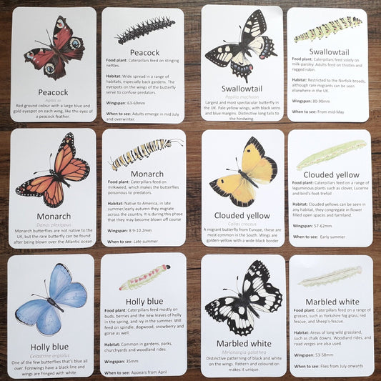 Butterflies and Moths - PDF