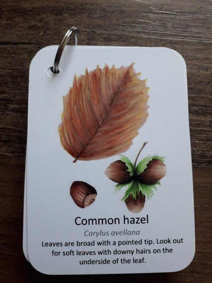 Autumn Leaf Identification - Pocket Set
